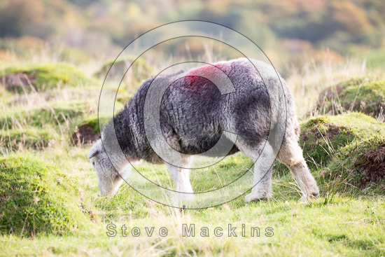 Steel Fell Farm Herdwick Sheep