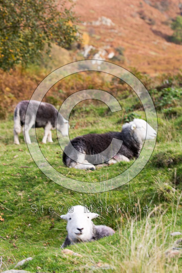 Dent Field Lakeland Sheep