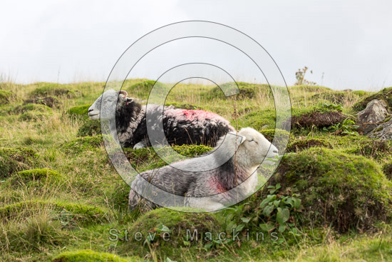 Hutton Roof (Kirkby Lonsdale) Farm Lake district Sheep