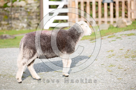 Monkhill Valley Lake district Sheep