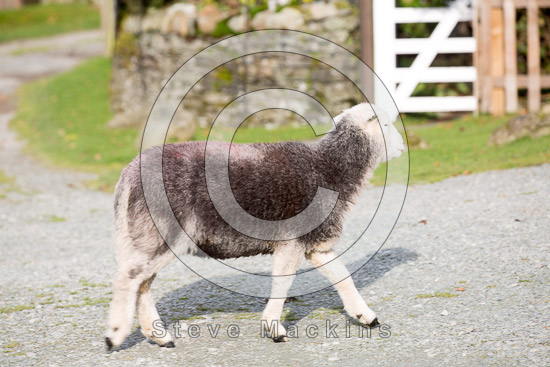 Great Mell Fell Valley Lake district Sheep
