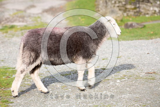Rowrah Field Lakeland Sheep