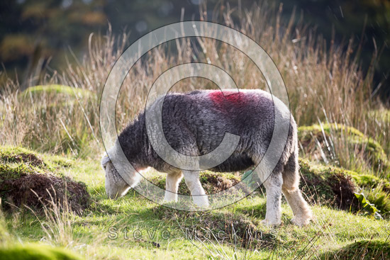 Bolton Farm Lakeland Sheep