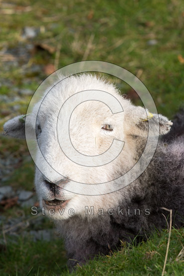Mungrisdale Common Farm Lake district Sheep