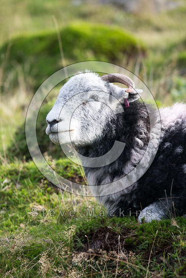 Greysouthen Herdwick