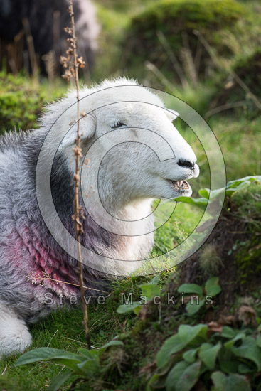 Catbells Farm Lake district Sheep