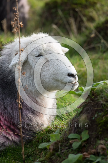 Killington Farm Herdwick