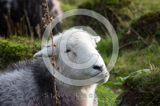 Ling Fell Farm Herdwick