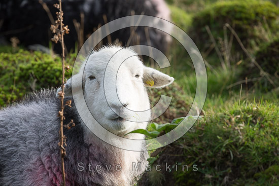 Little Asby Field Lakeland Sheep - Lakeland Photos - Art Prints Little Asby Field Lakeland Sheep