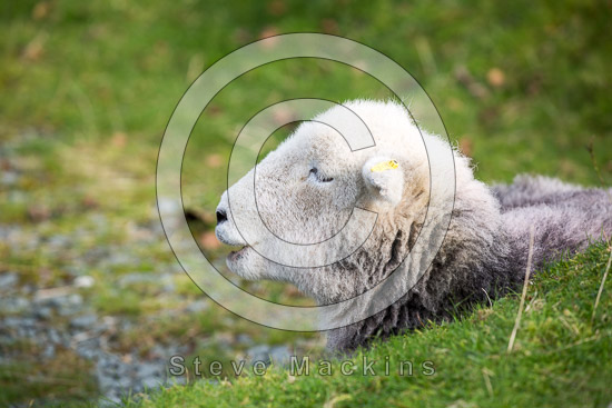 Harrington Farm Herdwick Sheep