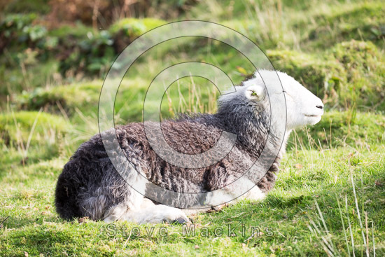 Tarn Crag (Far Eastern Fells) Farm Herdwick