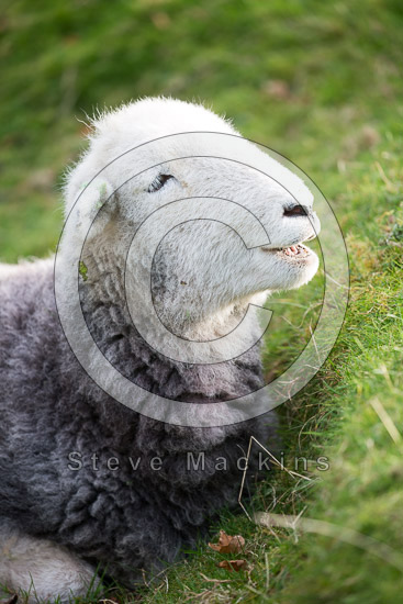 Hutton Roof Valley Lake district Sheep - Lakeland Photos - Art Prints Hutton Roof Valley Lake district Sheep