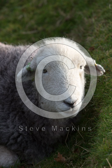 Backbarrow Field Lake district Sheep