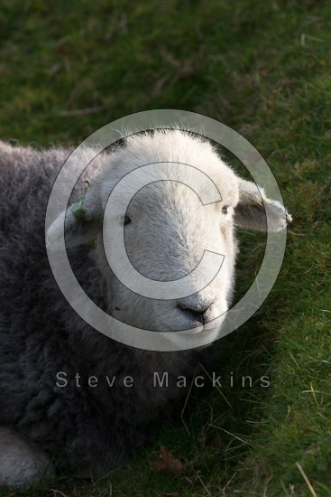 Holmrook Valley Lake district Sheep