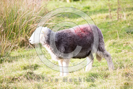 Stone Arthur Herdwick