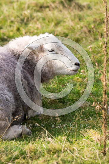 Gray Crag Herdwick