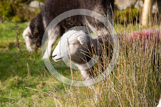 Sergeant Man Valley Herdwick