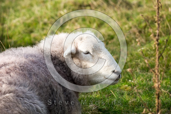 Elterwater Valley Herdwick