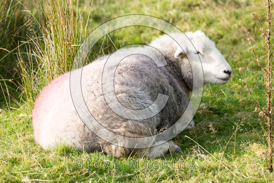 Winster Lakeland Sheep