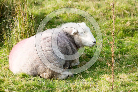 Brougham Herdwick
