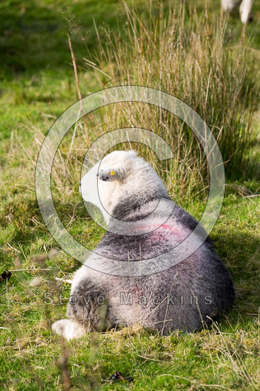 Seaton Farm Herdwick Sheep