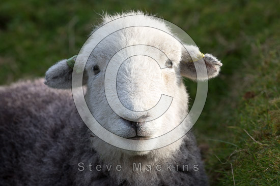 Red Pike (Wasdale) Farm Lakeland Sheep