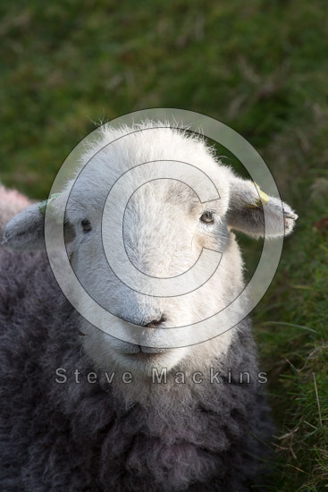 Dean Field Herdwick