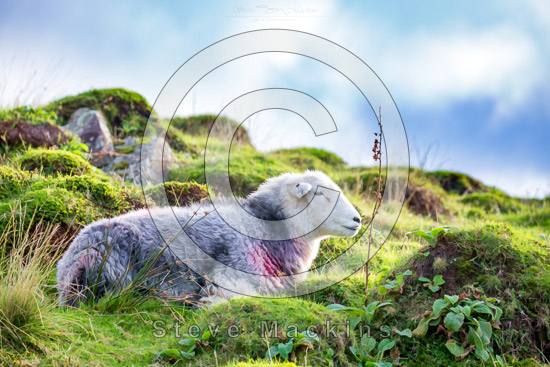 Lingmoor Fell Farm Herdwick Sheep