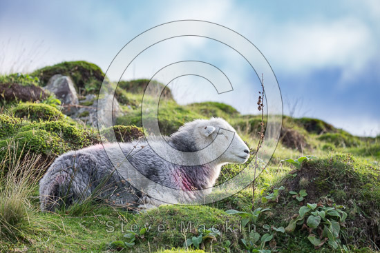 Moresby Field Herdwick Sheep