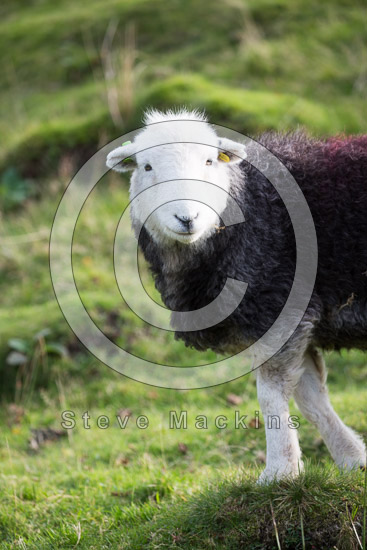 Beda Fell Valley Herdwick