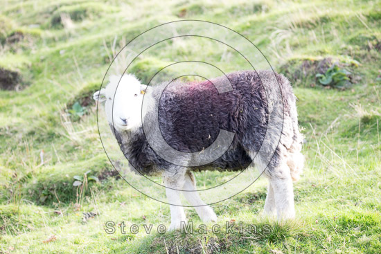 Bowness-on-Solway Valley Herdwick - Lakeland Photos - Art Prints Bowness-on-Solway Valley Herdwick
