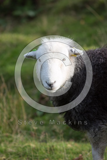 The Nab Field Herdwick - Lakeland Photos - Art Prints The Nab Field Herdwick
