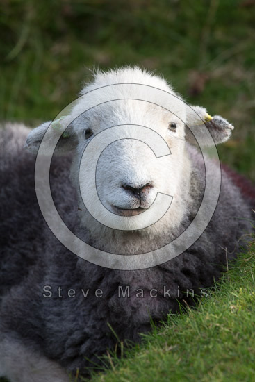 High Spy Valley Lake district Sheep