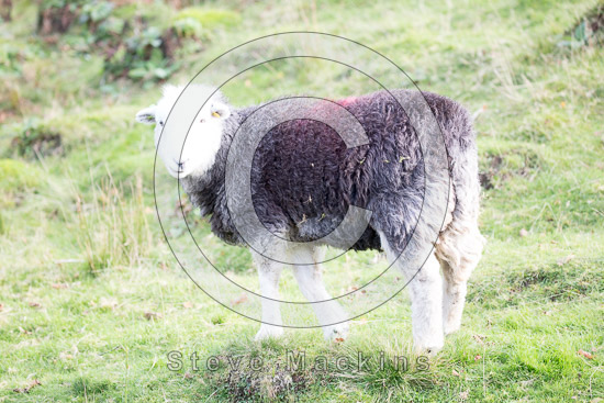 Arkleby Farm Herdwick Sheep - Lakeland Photos - Art Prints Arkleby Farm Herdwick Sheep