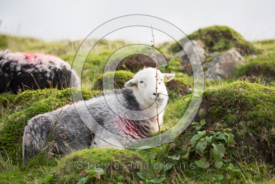 Flookburgh Herdwick