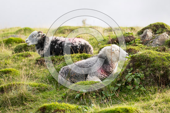 Helm Crag Herdwick