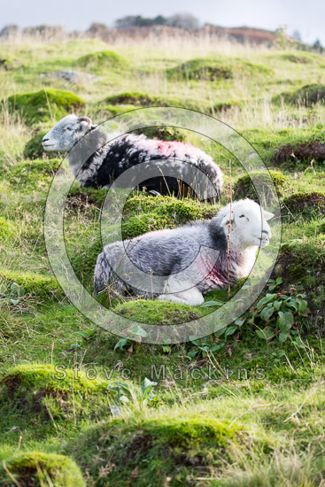 Little Mell Fell Valley Herdwick - Lakeland Photos - Art Prints Little Mell Fell Valley Herdwick