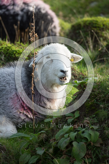 Ennerdale Bridge Farm Lake district Sheep