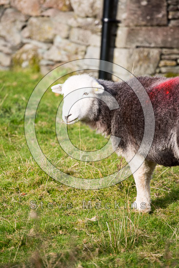 Boustead Hill Valley Herdwick Sheep - Lakeland Photos - Art Prints Boustead Hill Valley Herdwick Sheep