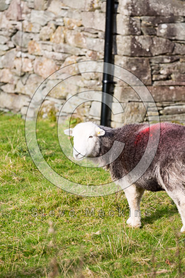 Thursby Lake district Sheep