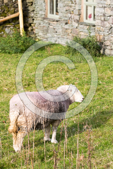 Blake Fell Herdwick Sheep