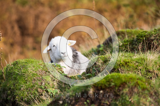 Knott Valley Herdwick Sheep