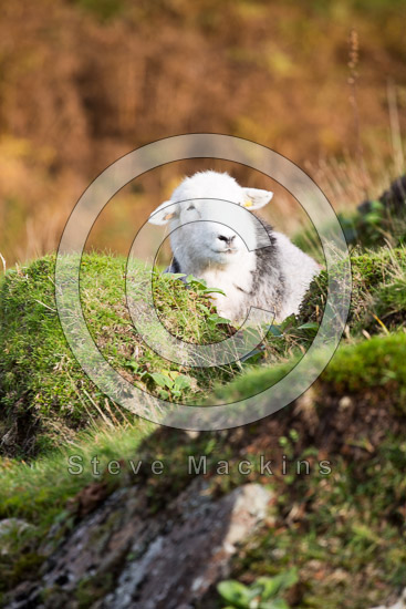 Dendron Field Herdwick