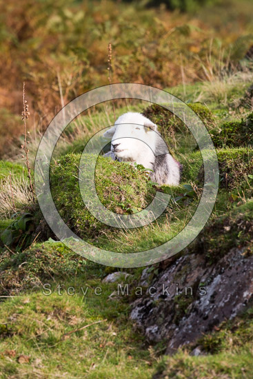 Colby Field Lake district Sheep