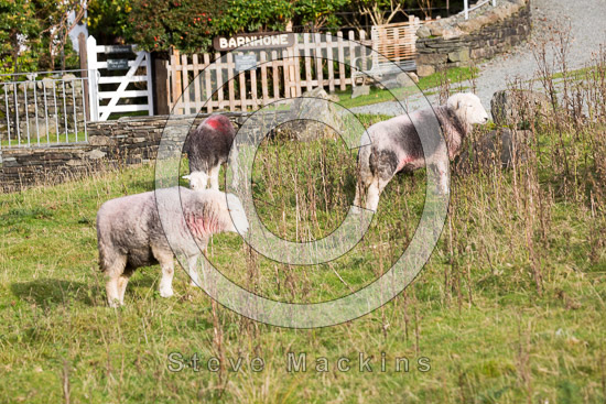 Loadpot Hill Valley Lakeland Sheep