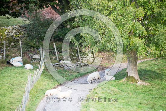 Cark (Cartmel) Herdwick Sheep