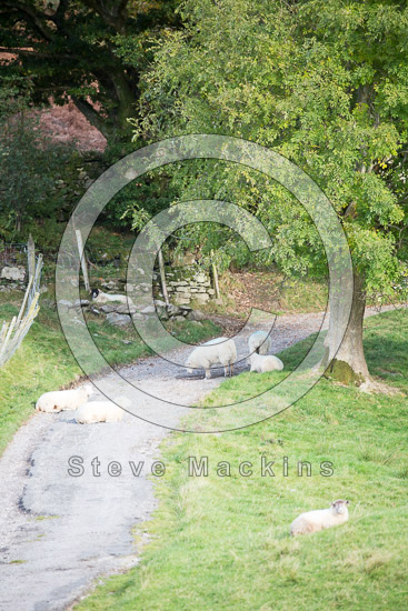 Barrows Green Farm Lakeland Sheep - Lakeland Photos - Art Prints Barrows Green Farm Lakeland Sheep