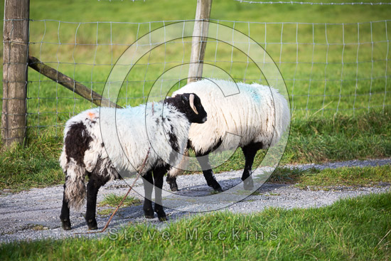 Cleator Moor Valley Lake district Sheep