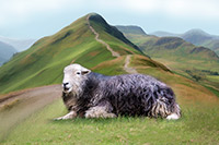 Longtown, Herdwick Sheep Oil Painting, Tarn Crag (Easedale), High Street, Herdwick Artwork, Burnbanks, Lakeland Herdy Artworks, Dent, Helm Crag, Kirkland (Penrith), Branstree, Harter Fell, Mardale, Great Broughton, Herdwick, Grasmere, Great Carrs, Herdy Ewe, Whinlatter, Thursby, Herdwick Sheep Art Studio, Cartmel, Pike of Blisco, Lakeland Sheep, Herdwick, Allen Crags, Askam in Furness, Kidsty Pike, Herdwick Sheep Oil Painting, Herdy Sheep Artist, Herdwick Sheep Sketch, High Raise, Distington,  Lake District, Cumbria.