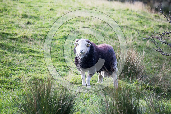 Little Mell Fell Farm Herdwick - Lakeland Photos - Art Prints Little Mell Fell Farm Herdwick